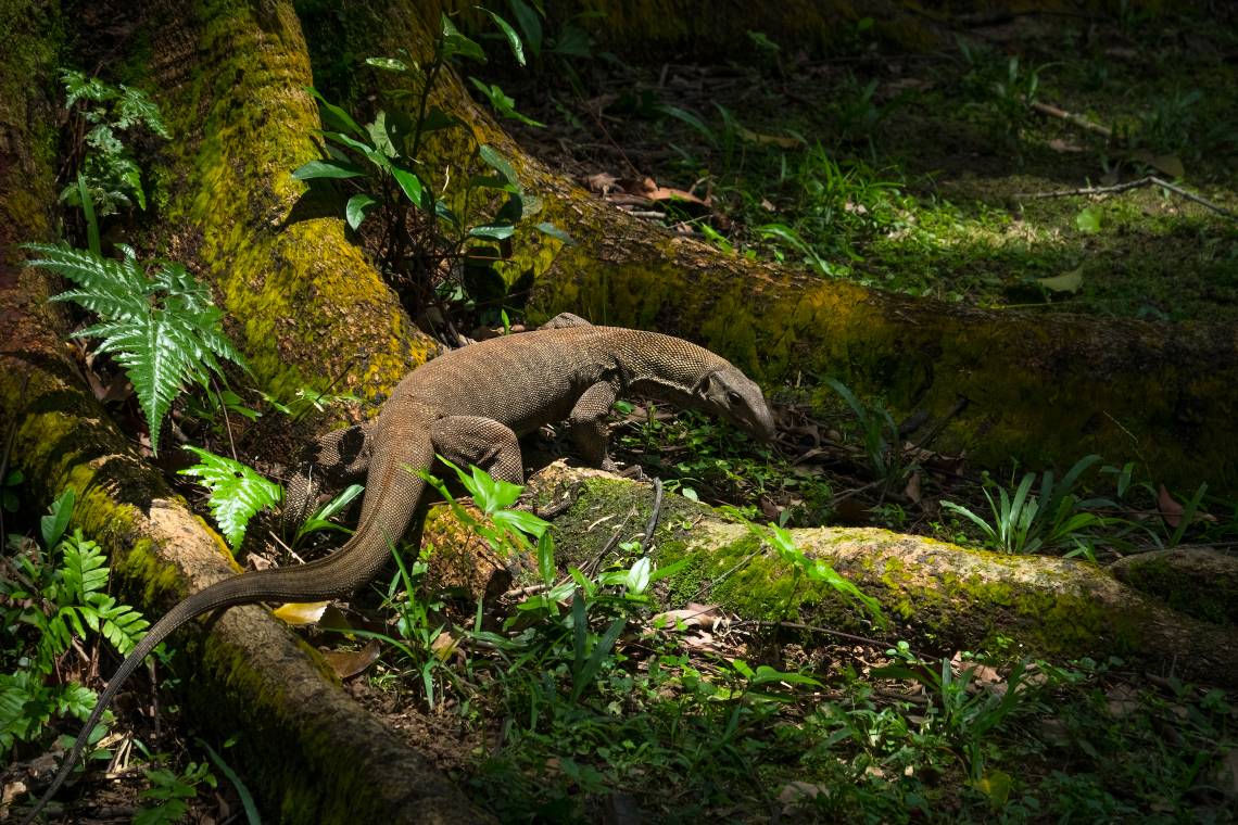 Monitor lizard found in Bukit Timah Nature Park